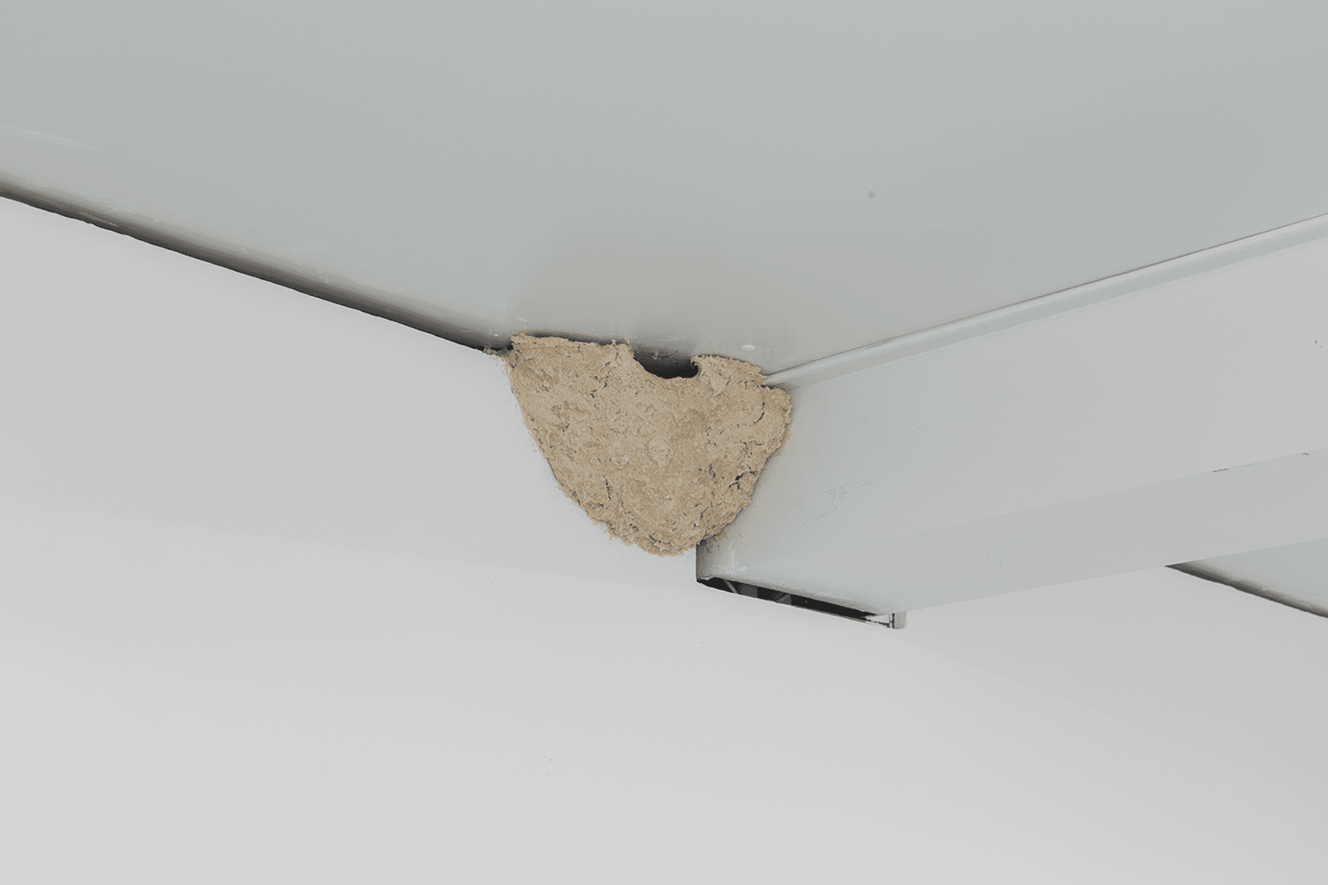 Alex Impey, 'Nesting', custom chitin composite, 2017. Photo by Tom Nolan.